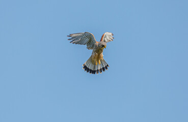 Kestrel Hovering