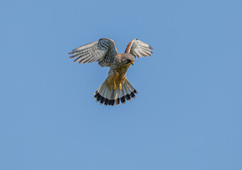 Kestrel Hovering
