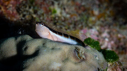 Close up of a Blenny fish on a dive in Mauritius, Indian Ocean
