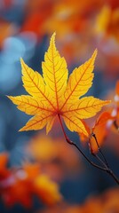 Naklejka na ściany i meble The Autumn Maple Leaf, Shades of Yellow and Light Yellow, Symbolizing Fall Foliage
