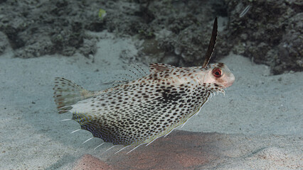 Flying gurnard fish on a dive in Mauritius, Indian Ocean