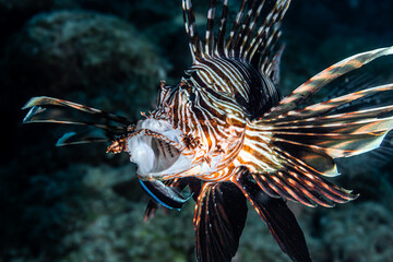 Portrait of a lion fish on a dive in Mauritius island, Indian Ocean