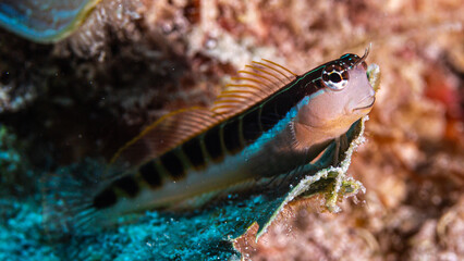 Close up of a Blenny fish on a dive in Mauritius, Indian Ocean