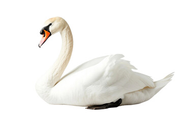 Swan on Transparent Background