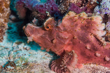 Red Rhinopia fish in coral reef