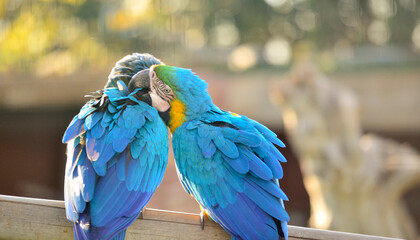 blue and yellow macaw