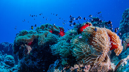 Anemones and nemo clownfish in coral reef against blue background
