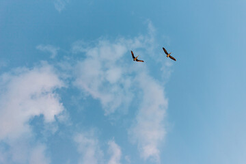pelicans take flight at sunset