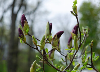 branches with unblown magnolia flower buds