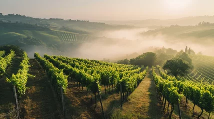 Fototapeten Rows of vines in vineyard, foggy sunrise © Kondor83