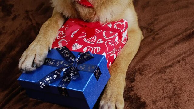Dog is lying on bed with a red and blue gift boxes and posing. German Shepherd is gentleman. Top view, paws close up. A greeting card with pet for a wedding, birthday, date, Valentine's day, March 8