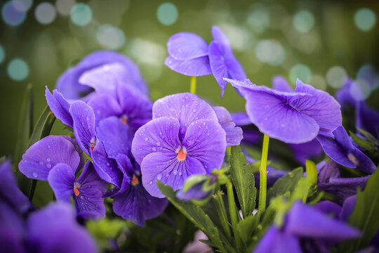 purple violets close-up photo shoot and bokeh background