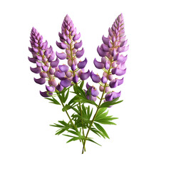 Fototapeta premium Lupine isolated on transparent background