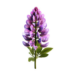Lupine isolated on transparent background
