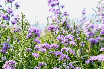 Purple Chrysanthemum flowers plant in gargen against sky in sunny day,Shallow Dof. Chiang mai, Thailand.