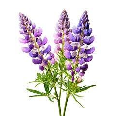 Obraz premium Lupine isolated on transparent background