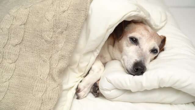 cozy small senior 13 years old dog falling asleep. closing eyes licking and yawning. dog Jack Russell terrier sleeping in white bed covered with blanket hugging toy. 4k relaxing video footage