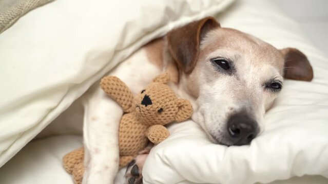 Close up 4k video sleeping dog in white bae falling asleep. closing eyes. Hugging cute small toy bear. Chilling weekend mood video footage. Senior pet Jack Russell terrier resting