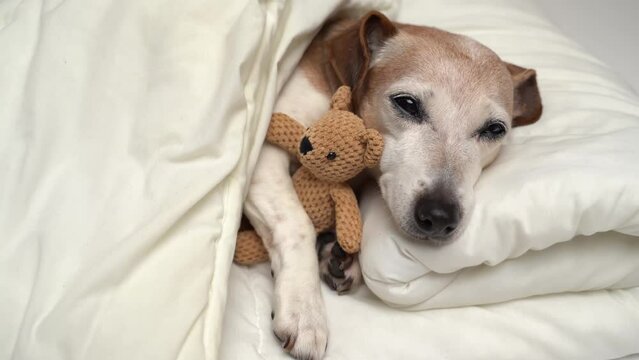 Adorable relaxing video small white senior 13 years dog Jack Russell terrier sleeping white bed covered with blanket hugging toy. Cozy cute resting pet at home Sunny morning wake up with best friend. 