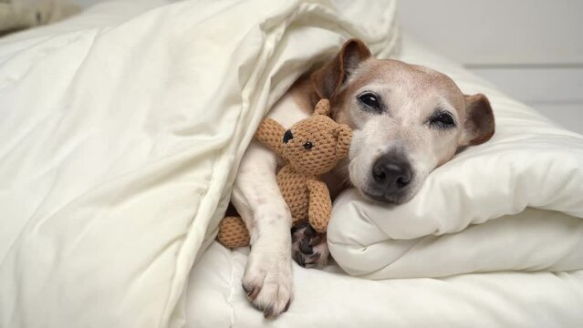 Relaxing dog in white bed sleepy eyes looking at camera before falling asleep. Chilling senior pet Jack Russell terrier with grey haired face. cuddling with bear toy in cozy bed at home. video footage