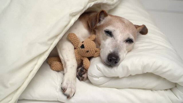 Adorable small white senior 13 years dog Jack Russell terrier sleeping in white bed covered with blanket hugging toy. Cozy cute resting pet at home. Gray haired pet. 4k video footage