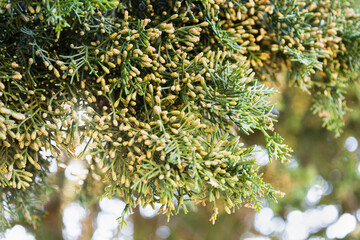 Branch of Tuscan cypress. Male pollen producing strobili of Mediterranean cypress in spring. Cupressus sempervirens in Tuscany, Italy. Italian cypress or pencil pine. Seasonal wallpaper for design.