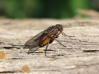 Orange-bellied bristleshin fly (Phaonia subventa), female sitting on a tree trunk