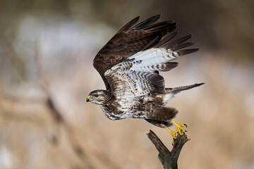 Common buzzard (Buteo buteo)