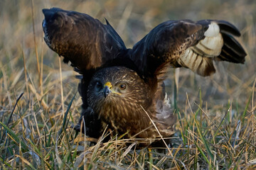Common buzzard (Buteo buteo)