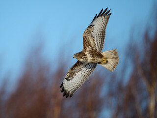 Common buzzard (Buteo buteo)