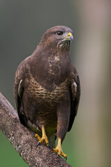 Common buzzard (Buteo buteo)