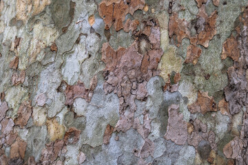 london plane tree.  platanus acerifolia. sycamore bark.
