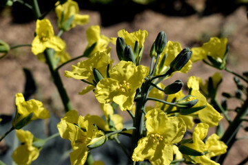 Flor del Brócoli horizontal, perfil. 