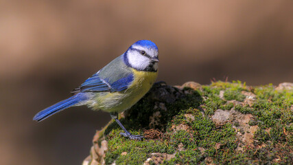 blue tit perched on a branch
