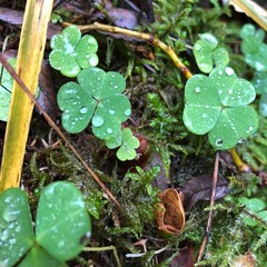 rain drops on a leaf