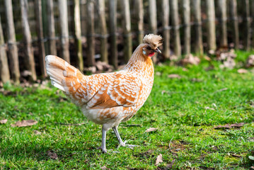 A Polish hen with a crest on her head walking in the garden.