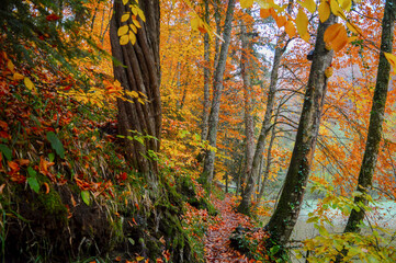 autumn forest in the yedigöller national park bolu turkey