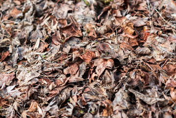 Autumn leaves lying on the lawn in autumn.