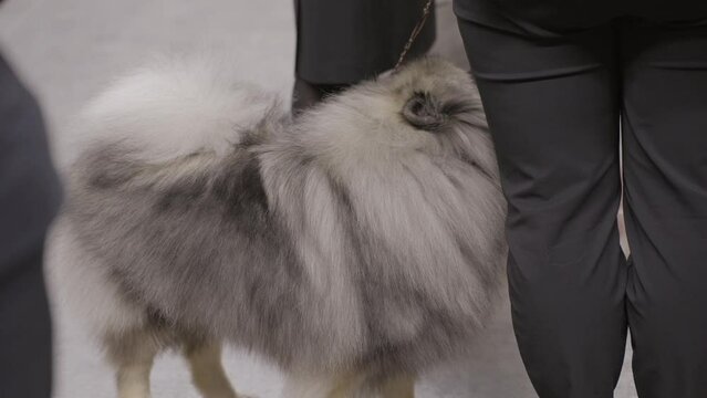 This video shows a shy keeshond on a leash, looking up towards it's owner.