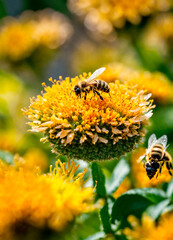 bees collect honey in a flower meadow honeycomb . Selective focus.
