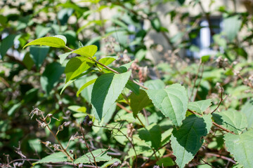 Green leaves on a bush branch closeup