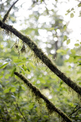 Moss On The Trees