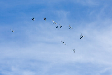 Pigeons flying in the sky