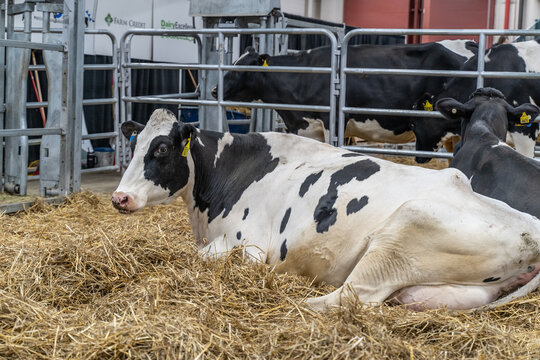 Dairy Cows at Pennsylvania Farm Show, Harrisburg