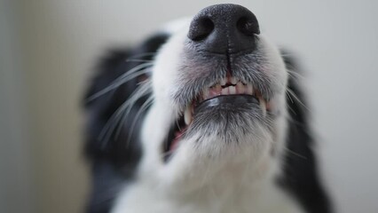 Dangerous angry dog. Aggressive puppy dog border collie baring teeth fangs looking aggressive dangerous. Guardian growling scary dog ready for attack. Pet infected by rabies.