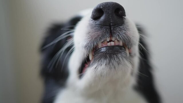 Dangerous angry dog. Aggressive puppy dog border collie baring teeth fangs looking aggressive dangerous. Guardian growling scary dog ready for attack. Pet infected by rabies.