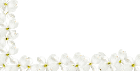 Floral frame for white dogwood flowers on a transparent background. beautiful plant cornus florida	