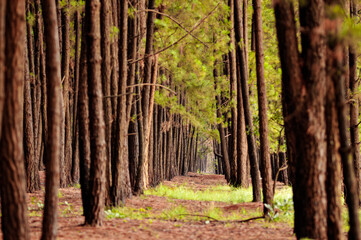 Pine reforestation. Pine wood is used in the furniture industry and in the making of crates,...