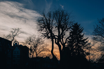 silhouette of a tree in the sunset