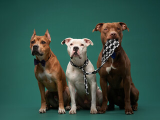Three attentive dogs, including an American Staffordshire Terrier, a Pit bull Terrier, and a Pit...